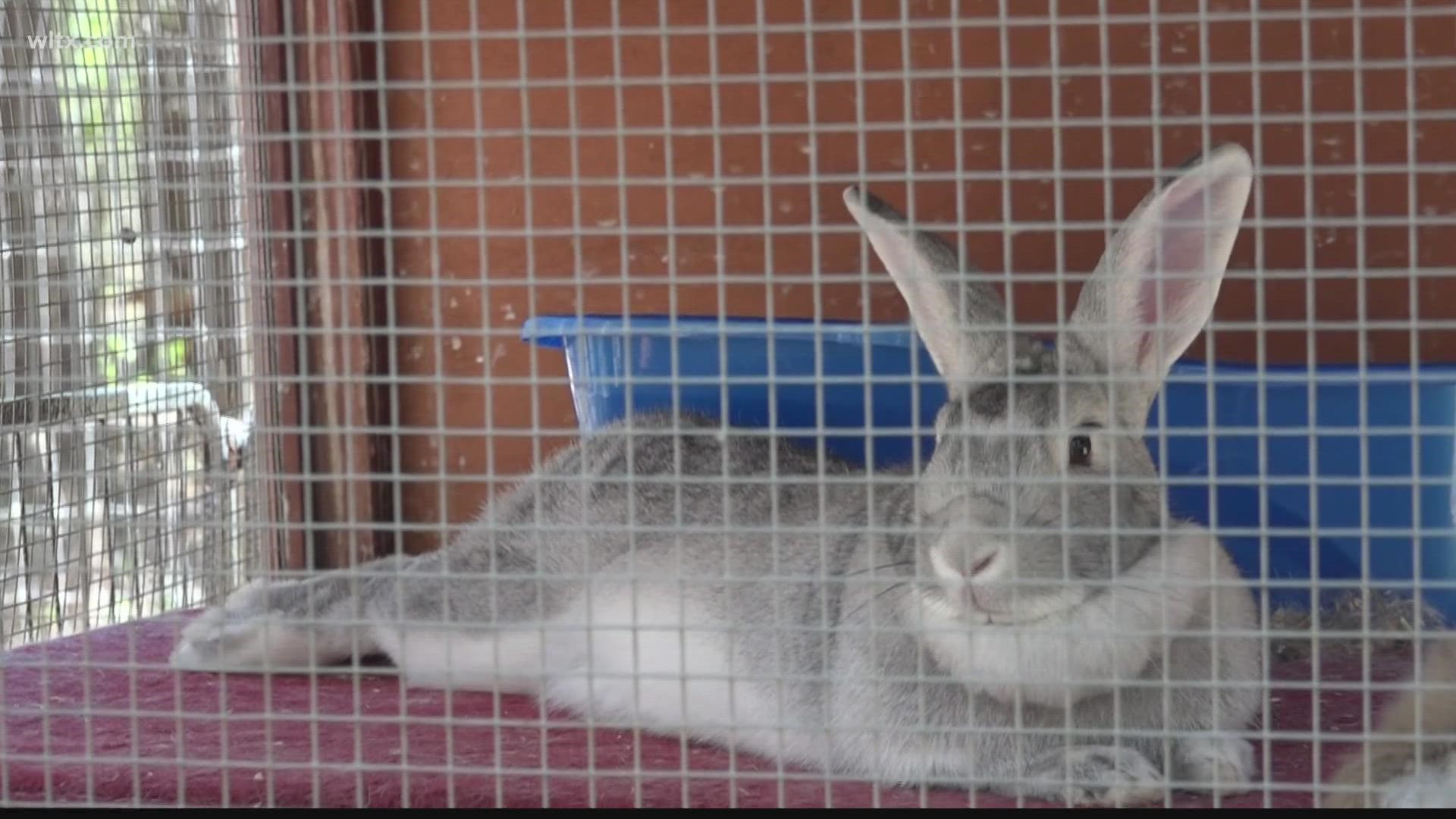 A new nonprofit is rehoming rabbits in Lexington county.