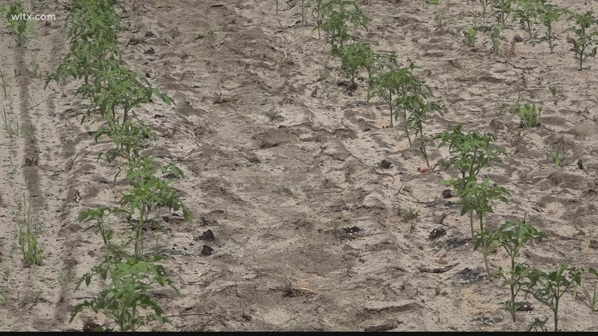 According to the United States Drought Monitor, 18.4% of the Palmetto State is under a moderate drought and 40% is at least abnormally dry.