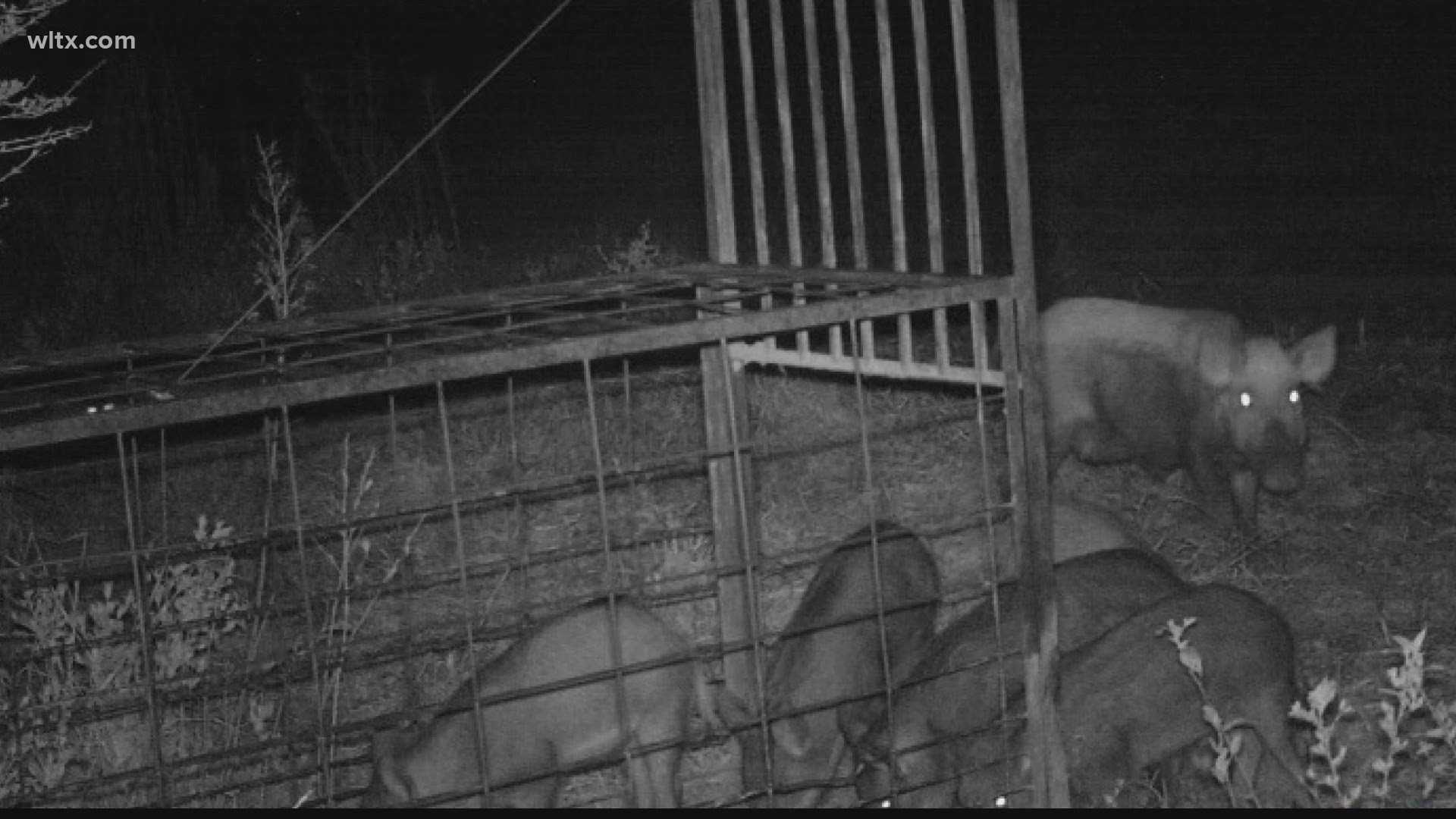 With increasing feral hogs in South Carolina, many farmers are having trouble stopping them from eating their crops.