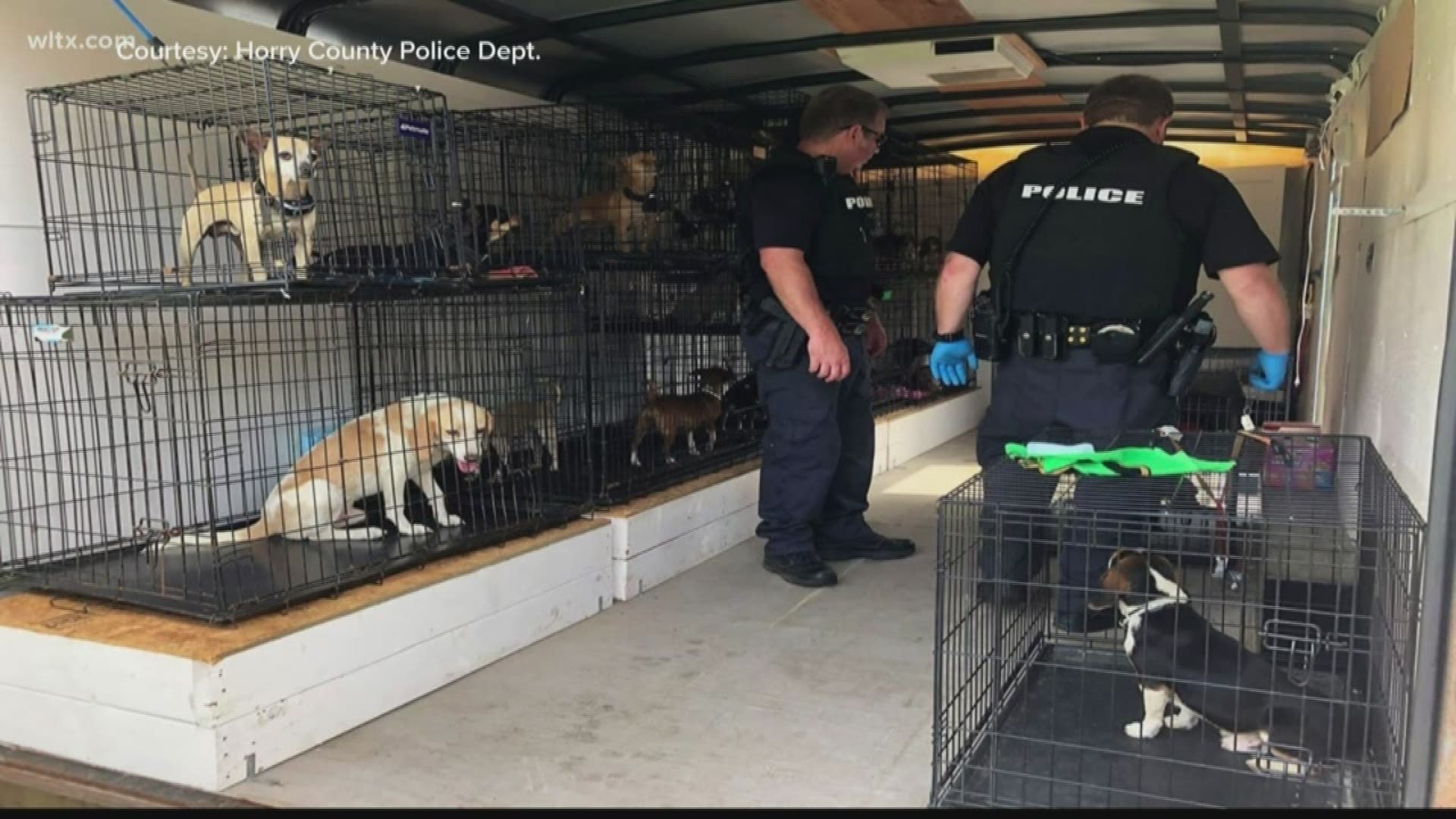 Horry County police say they have seized more than two dozen dogs while executing a search warrant in Loris on Wednesday.