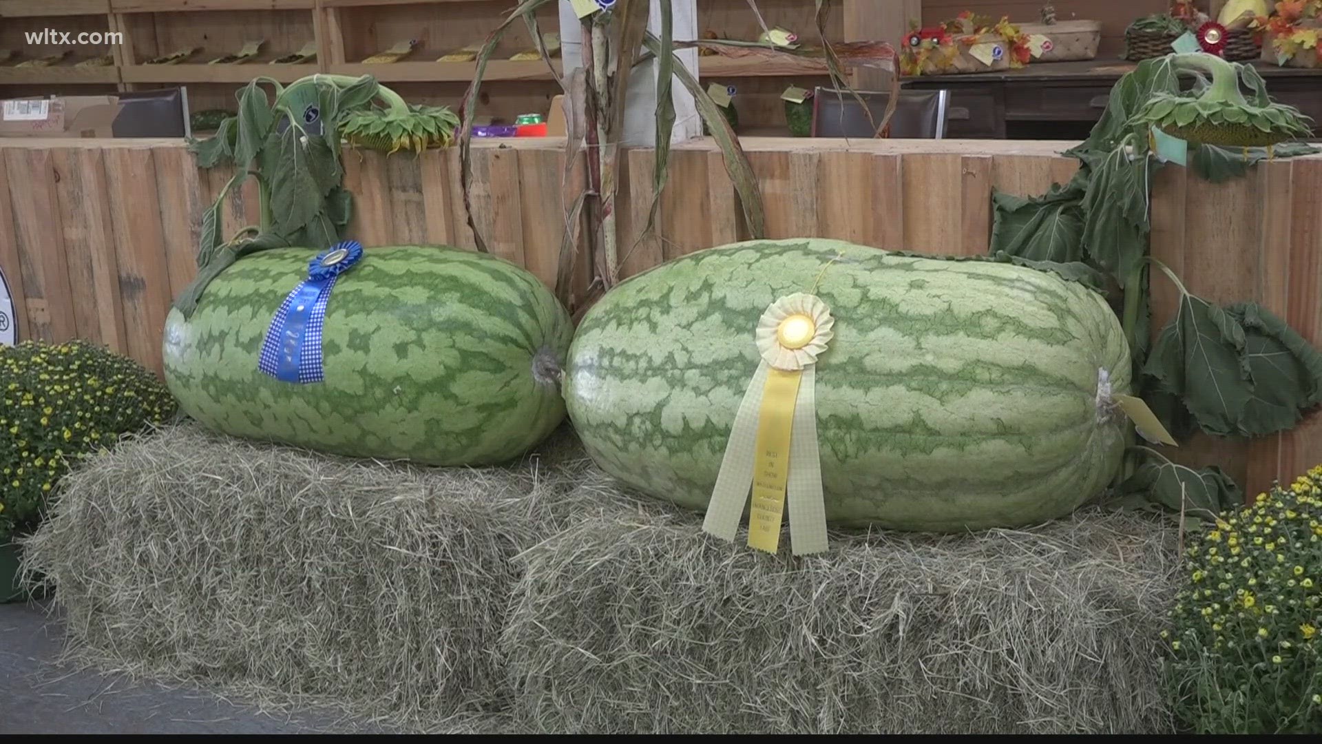 A massive watermelon is the winner of the Orangeburg county fair.