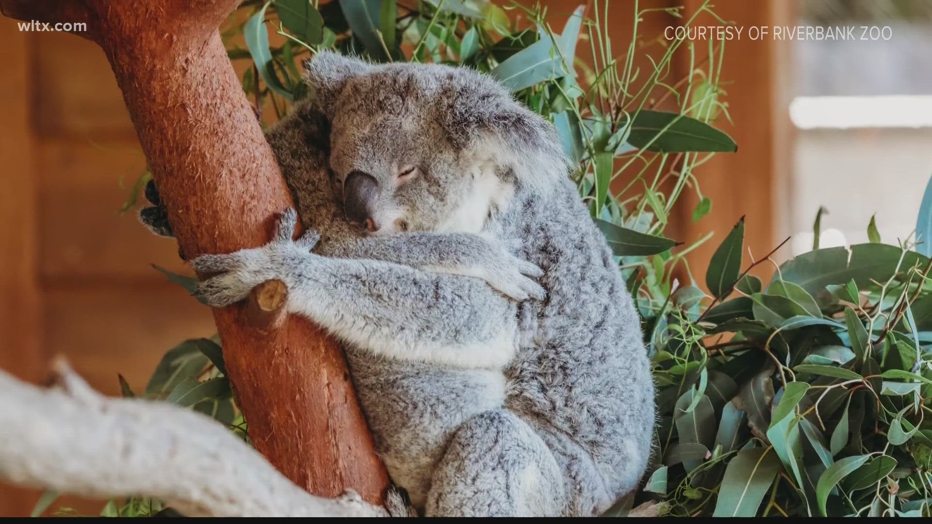 Charlotte, a female koala at Riverbanks Zoo was euthanized after battling a fungal infection.