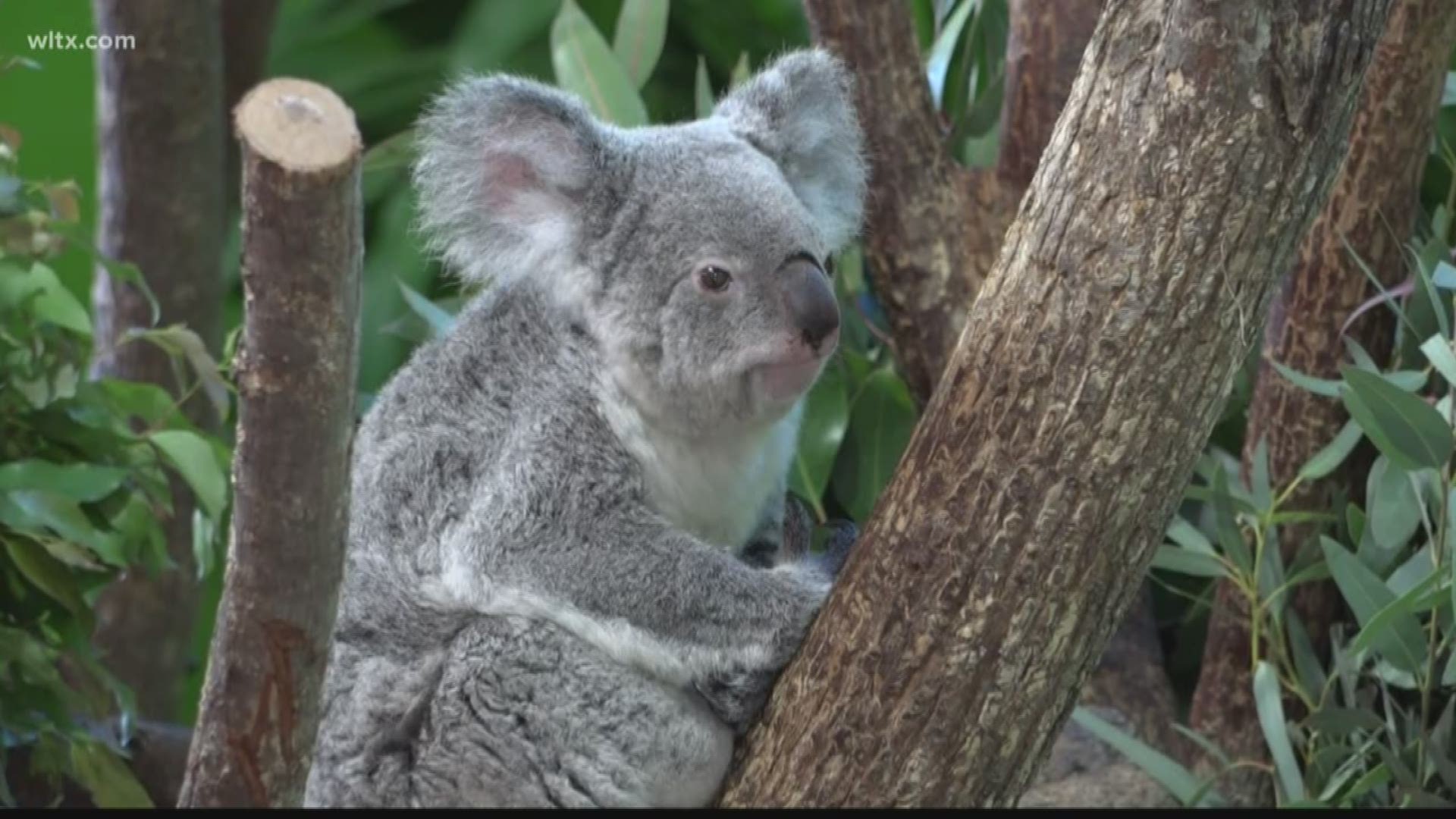 Riverbanks zoo is doing their part to help replenish the koala population.