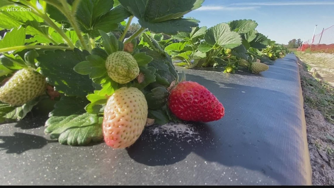 Fall Strawberries being grown across South Carolina - Vimarsana News