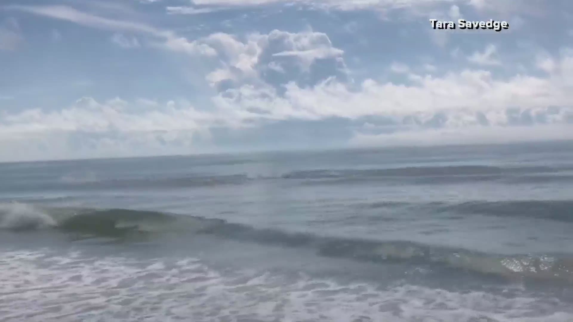 A family on vacation in Myrtle Beach captured quite a sight: a group of sharks feeding on fish right along the shoreline. More: https://on.wltx.com/2ZDlw12