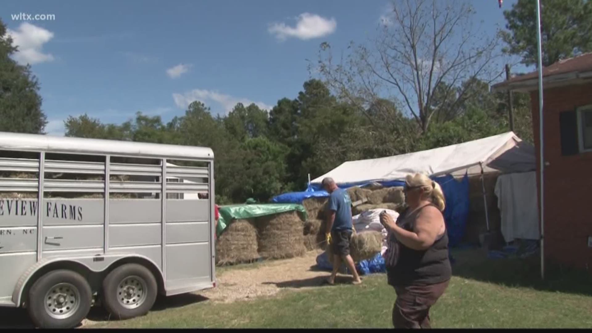 A Sumter family is collecting hay for horses to help feed the larger animals.  News19's Kayland Hagwood reports.