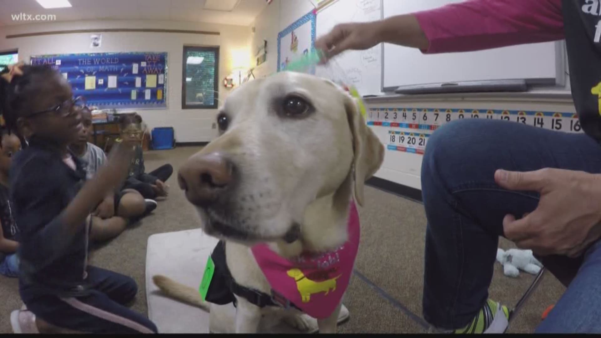 This school dog is about to turn 9-year-old, and she's already retiring.