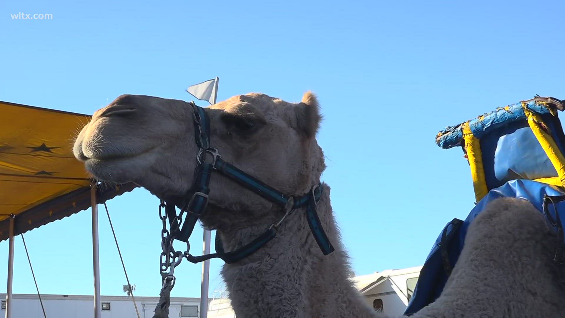 You can ride a camel at the South Carolina State Fair.