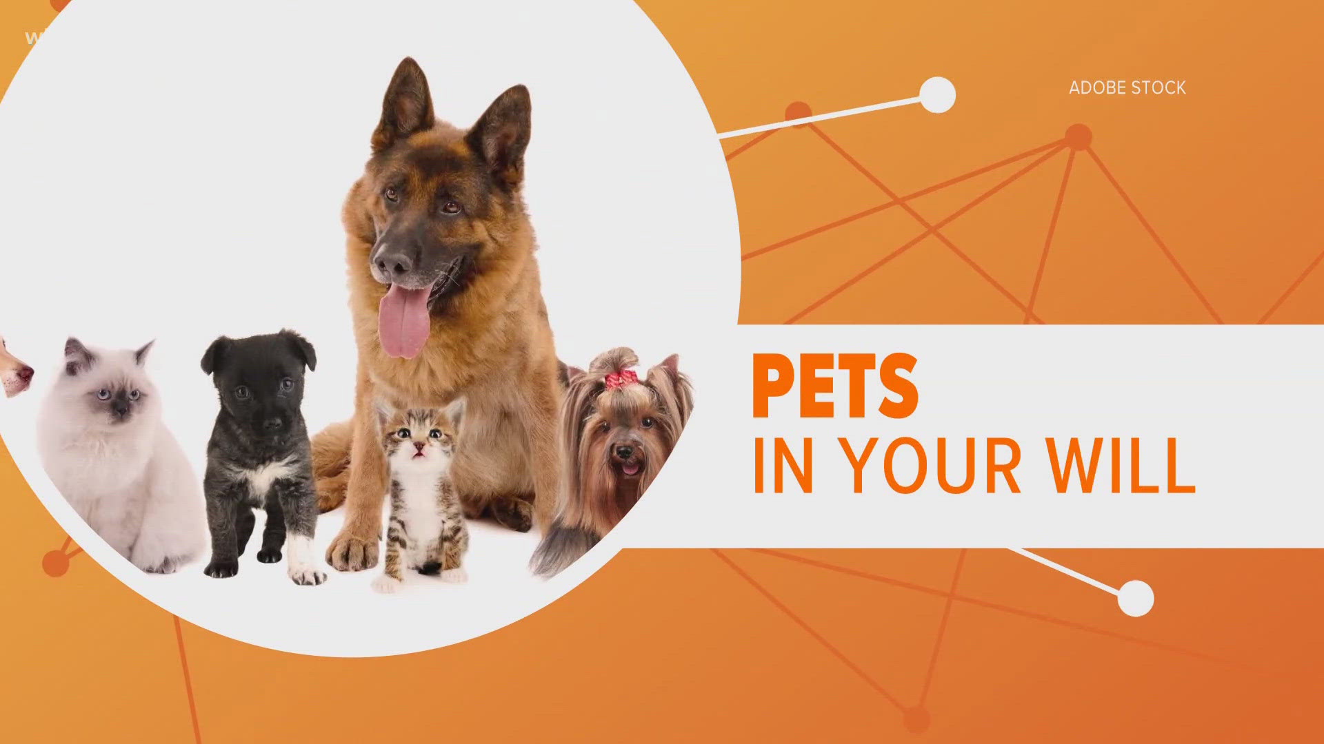 While your pets won't necessarily inherit your money, putting your pets in your will decides who inherits your pets.