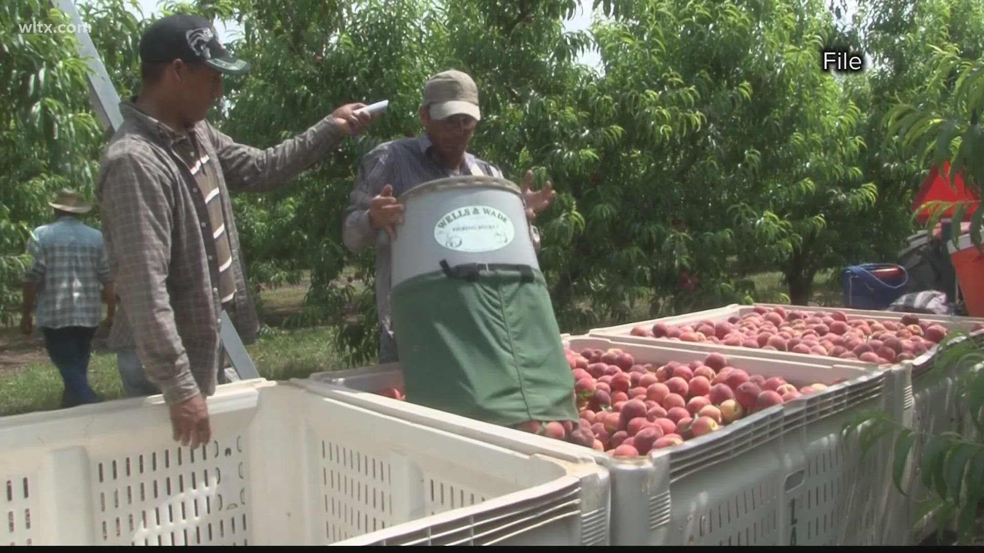 The weather has not been kind to the farmers and they say it will be a smaller crop this year.