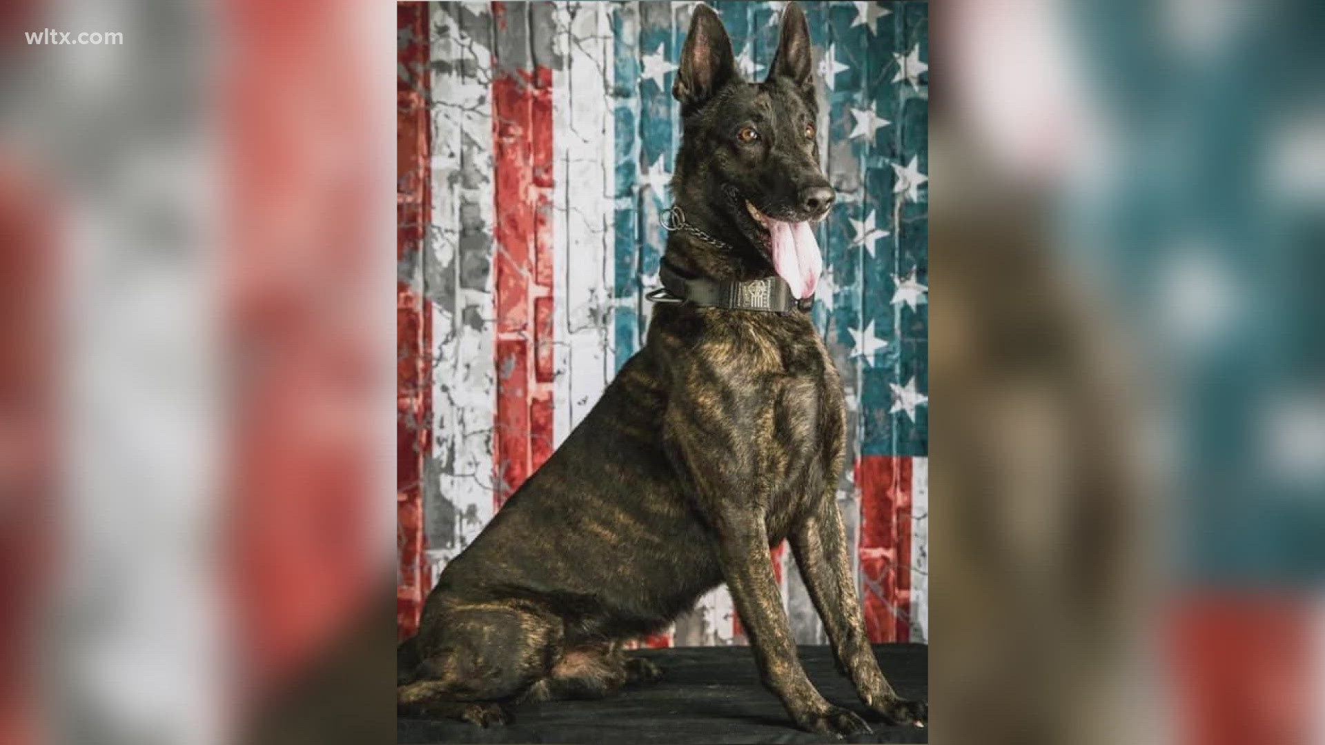 K9 Kodak and her handler Samantha Ramirez both with Richland Sheriff Department were chasing a suspect, when Kodak got caught in razor wire, and died of his injuries