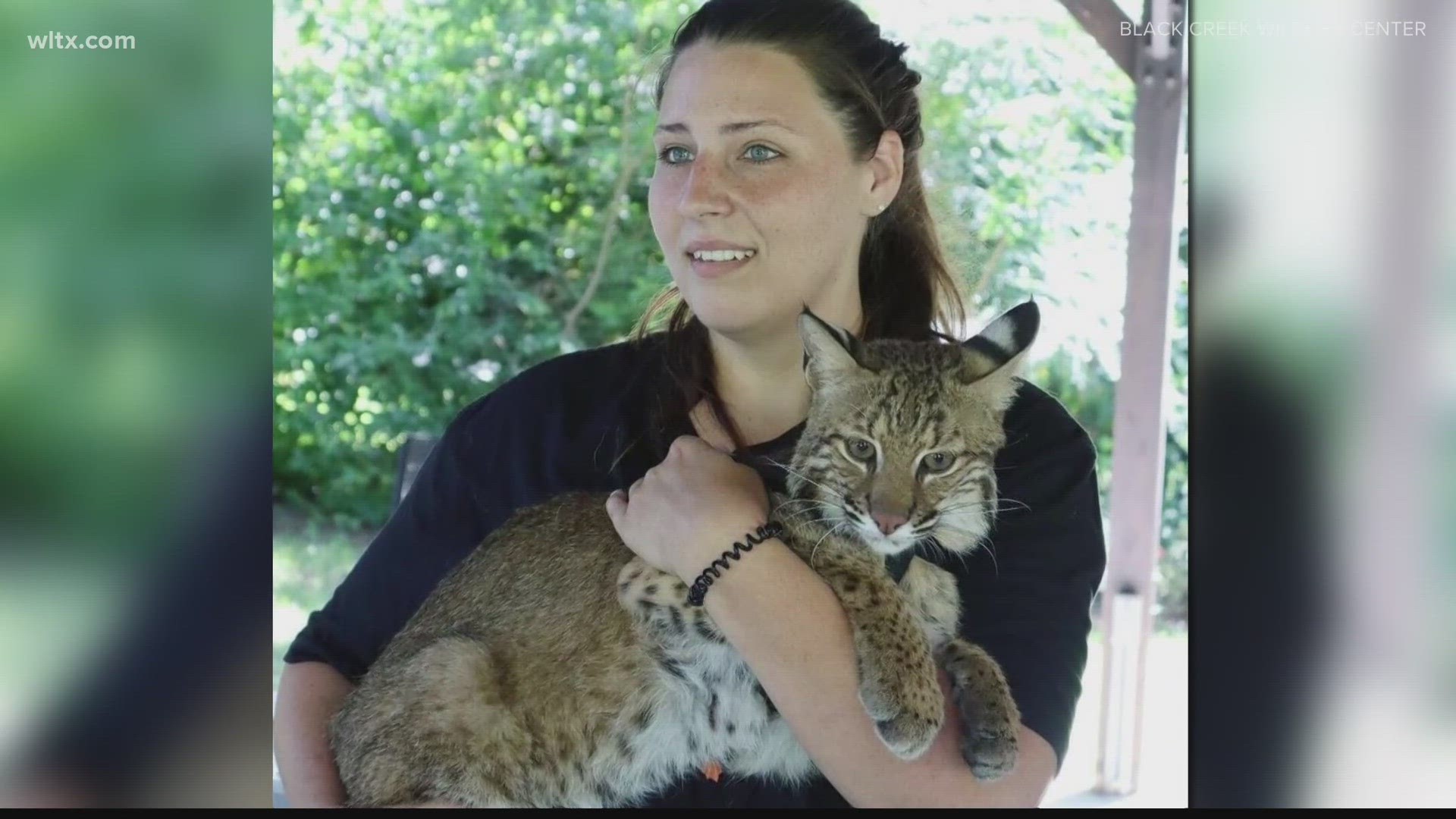 The Black Creek wildlife center can help wild animals in Lee county.