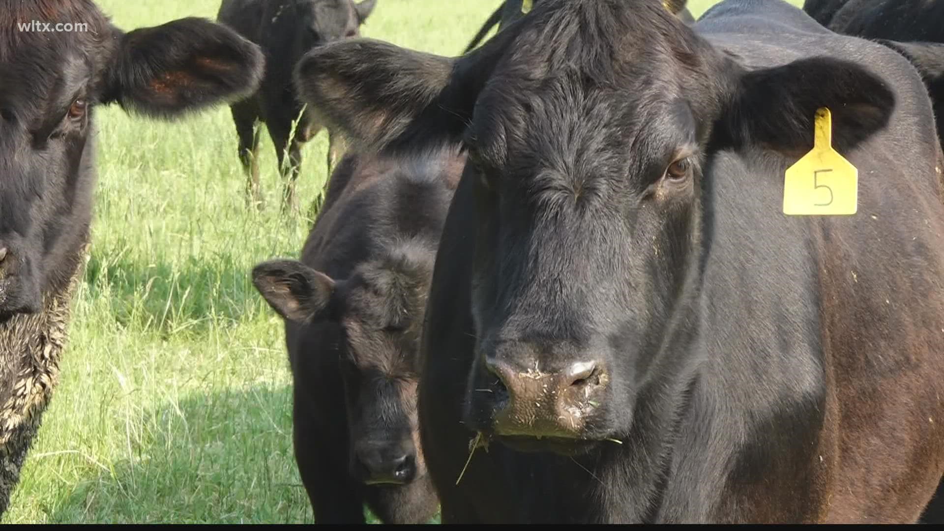 A group of cattle farmers are forming an association to try to increase beef processing capacity throughout the state.