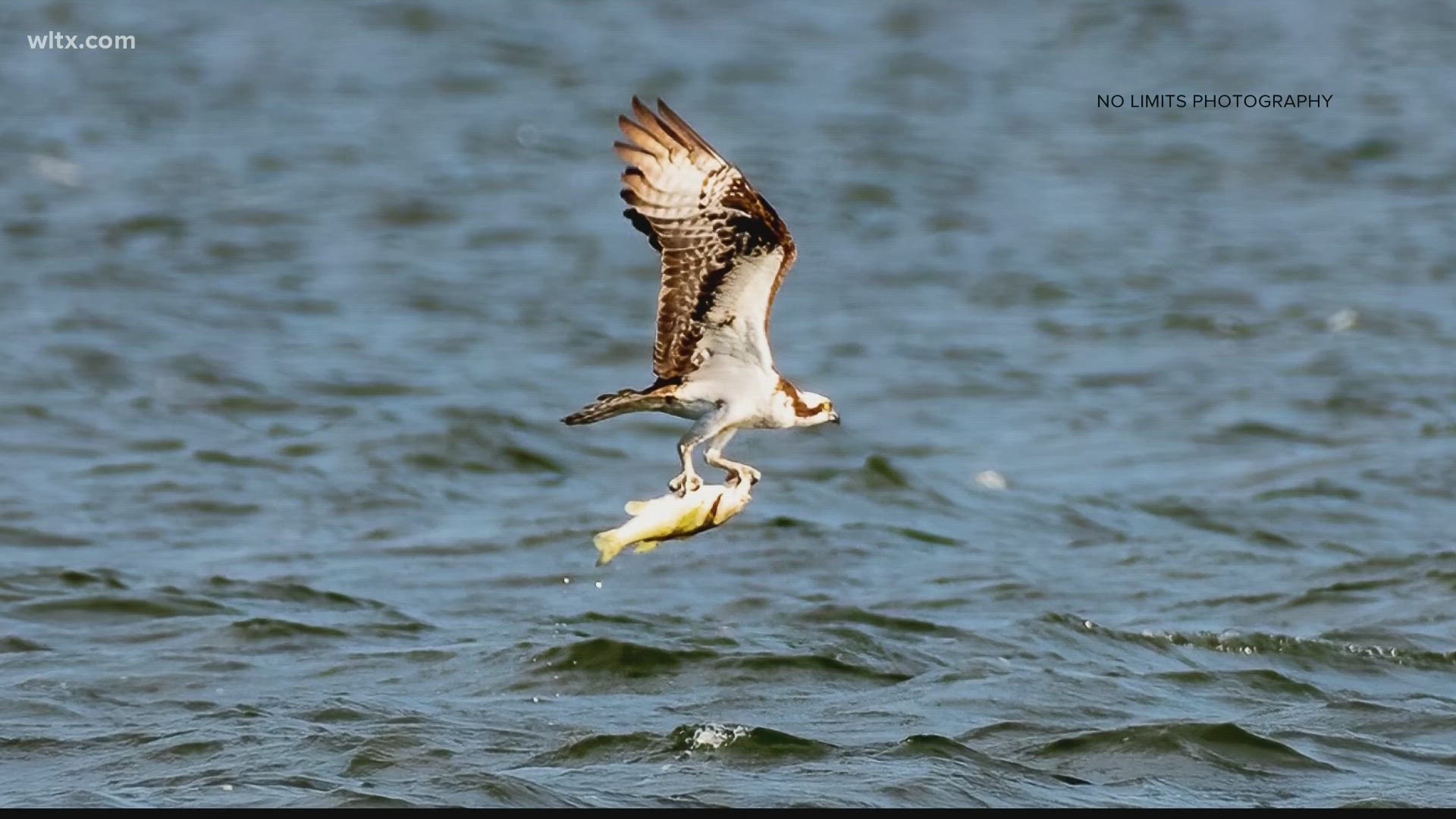 Residents near the lake want to keep homes of these birds of prey safe and sound