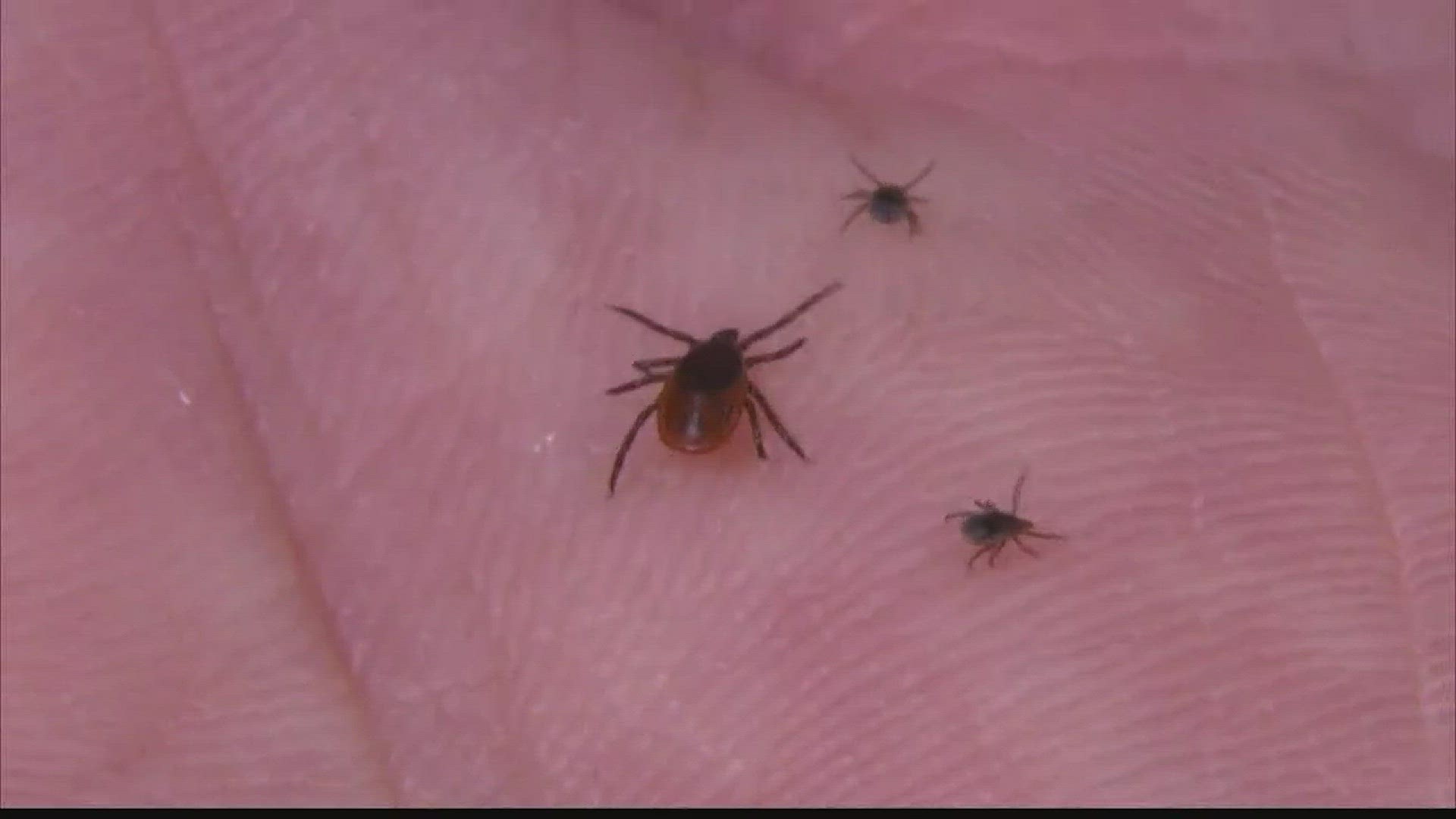 Tick season is here and you may notice more of them during the summer months.	According to the Centers for Disease Control and Prevention, this could be one of the worst summers on record for ticks.