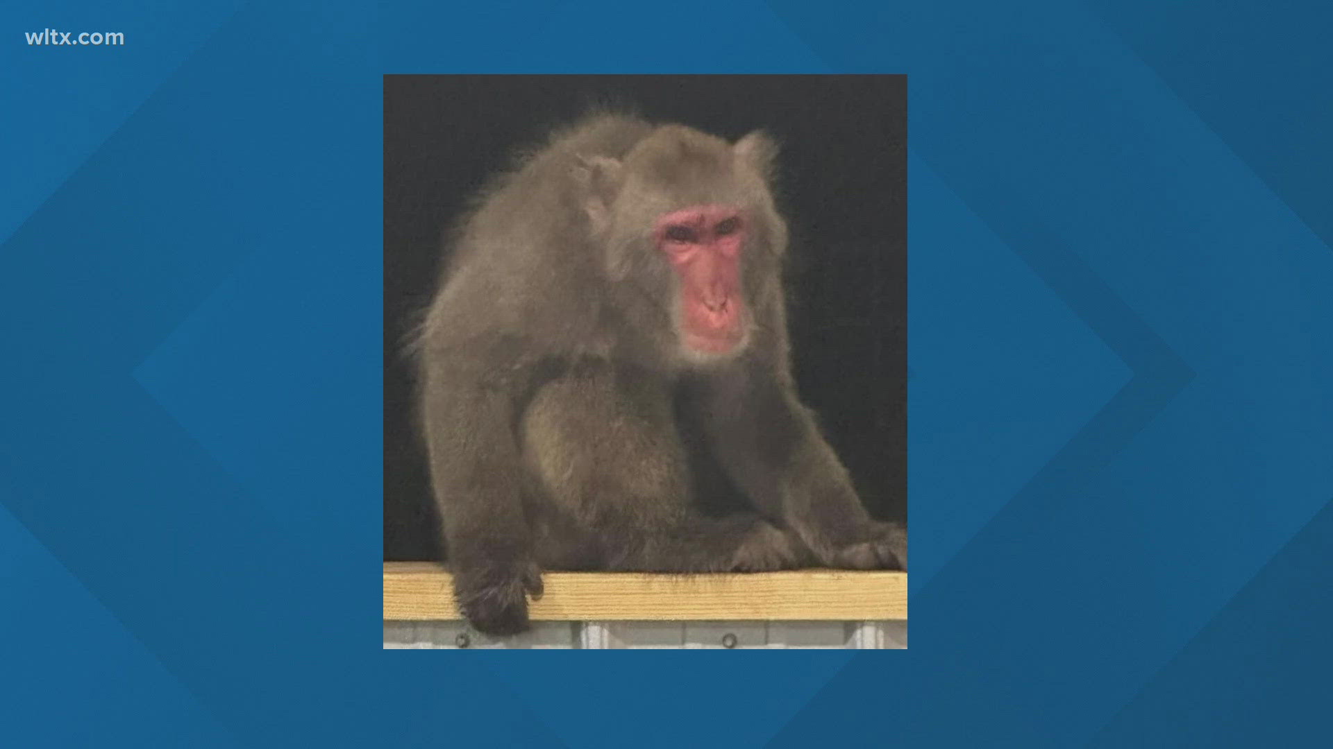 According to Colleton officials the Japanese macaque was not captured alive.
