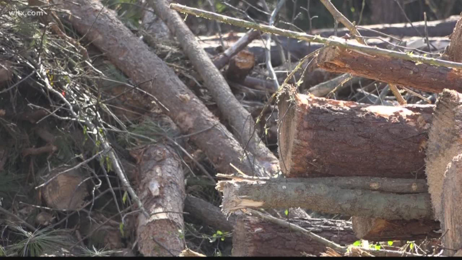 Logging is a big industry in South Carolina. 