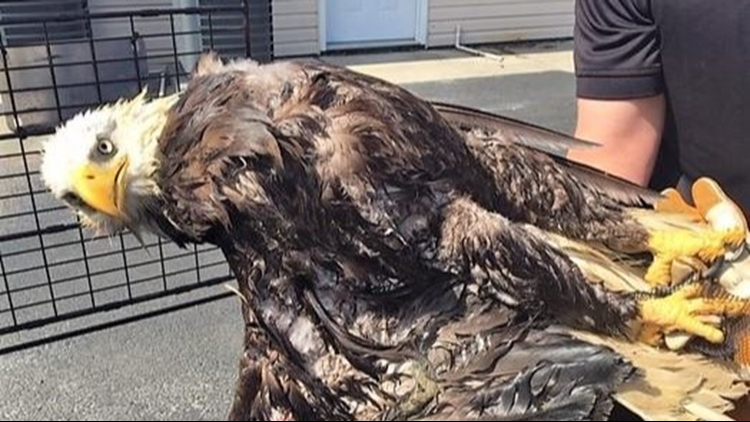 Bald eagle with broken wing rescued from SC pond | wltx.com