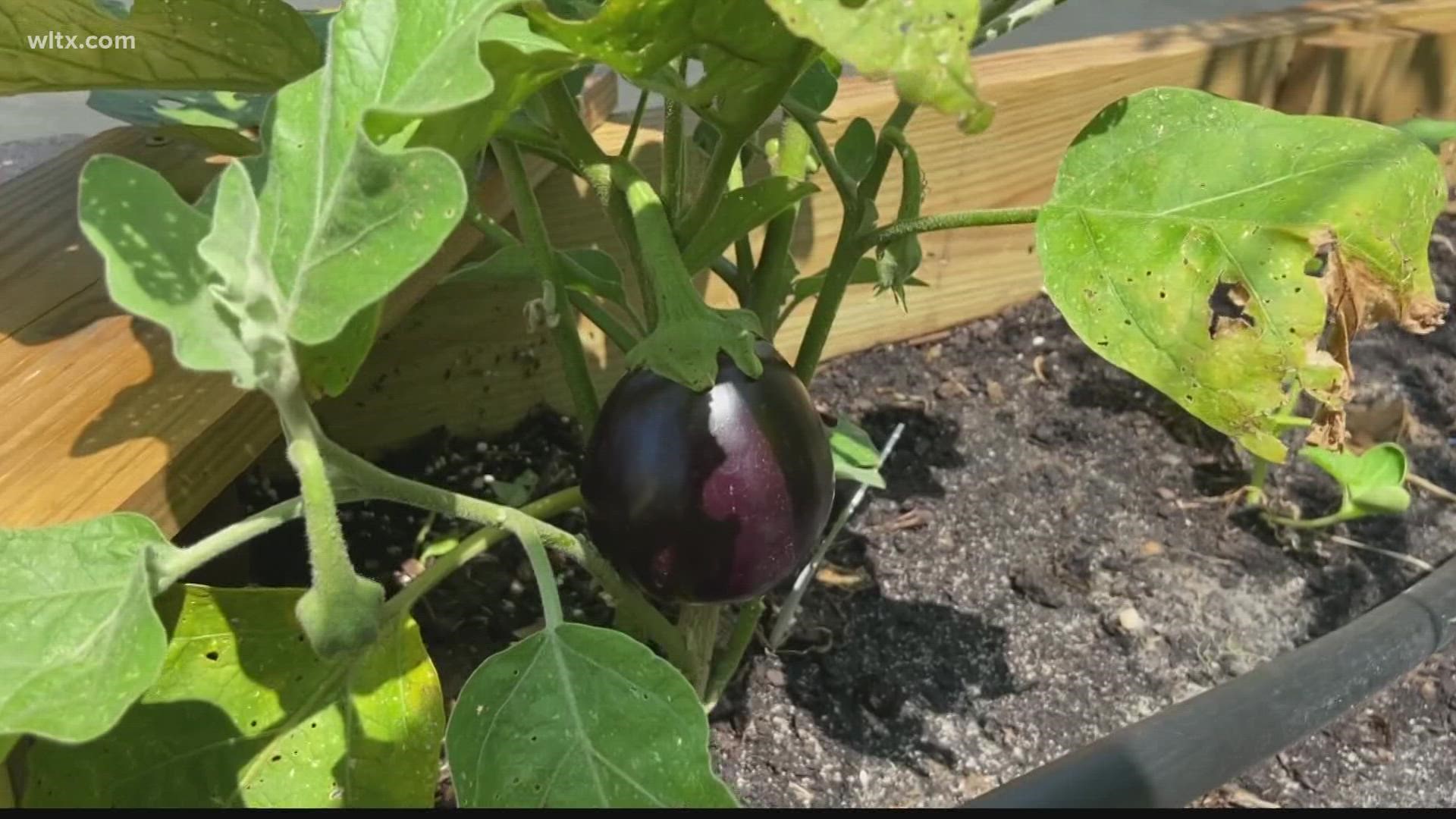 United Way of Kershaw County has seen growth in their gardens, helping produce tomatoes, zucchini, and more to help feed people in need.
