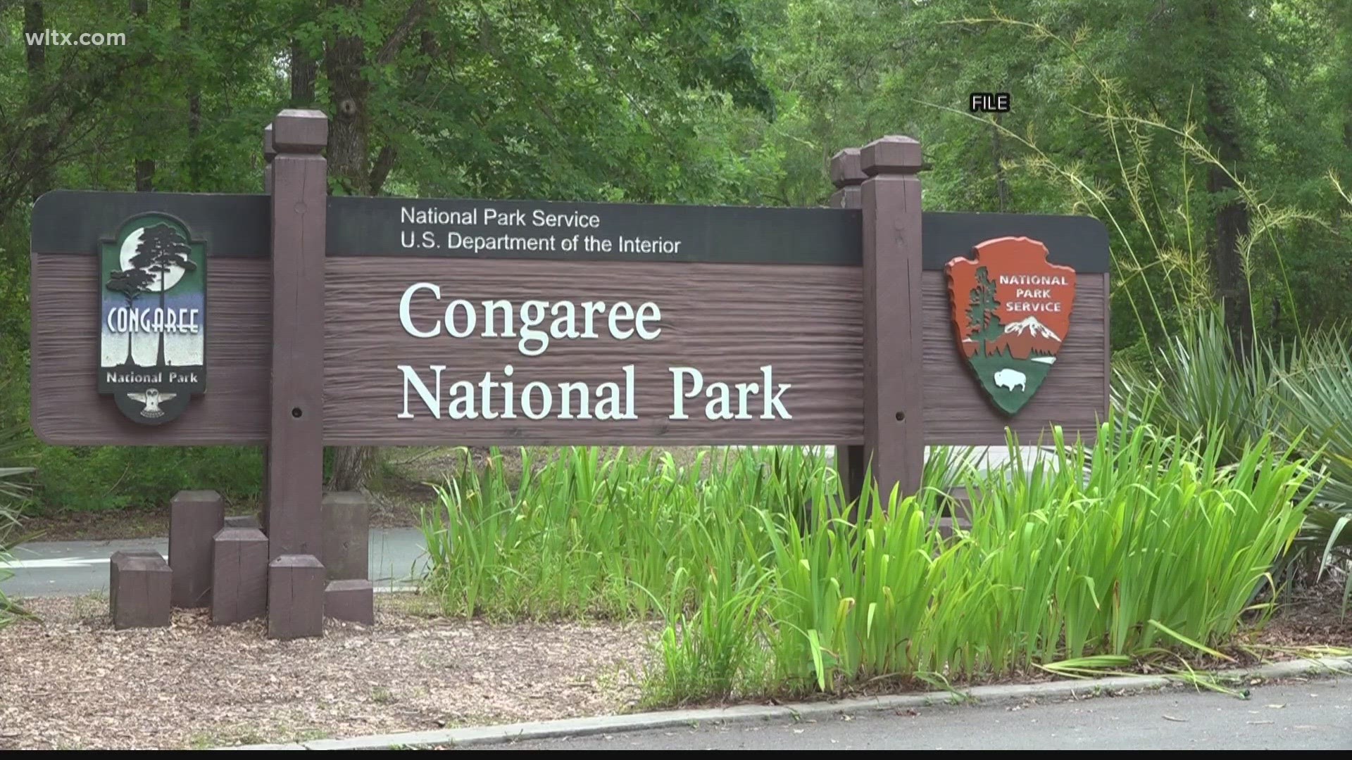 A group of feral hogs has started to tear up the  Congaree National Park. Here's a look at the damage these animals have caused and the impact it could have.