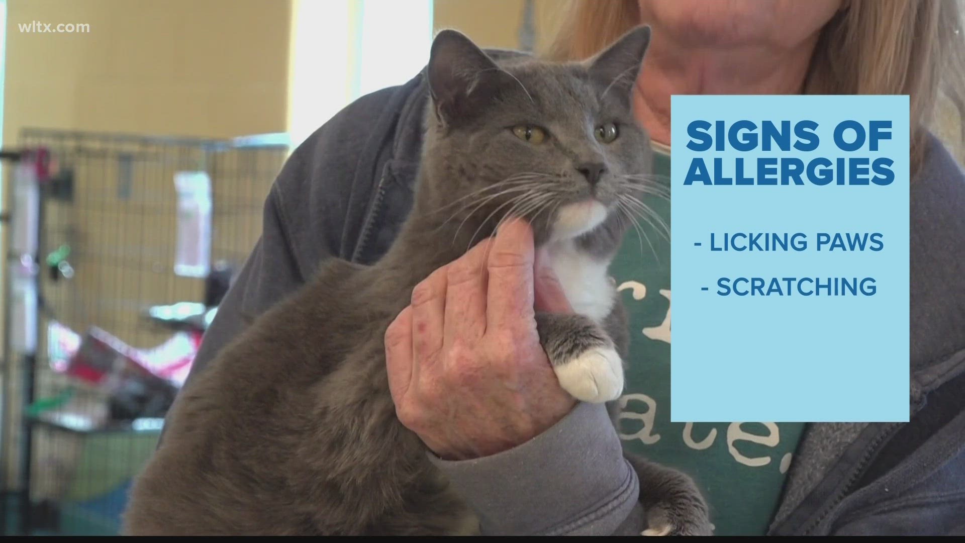 Pets itchy or scratchy, it could be allergies.