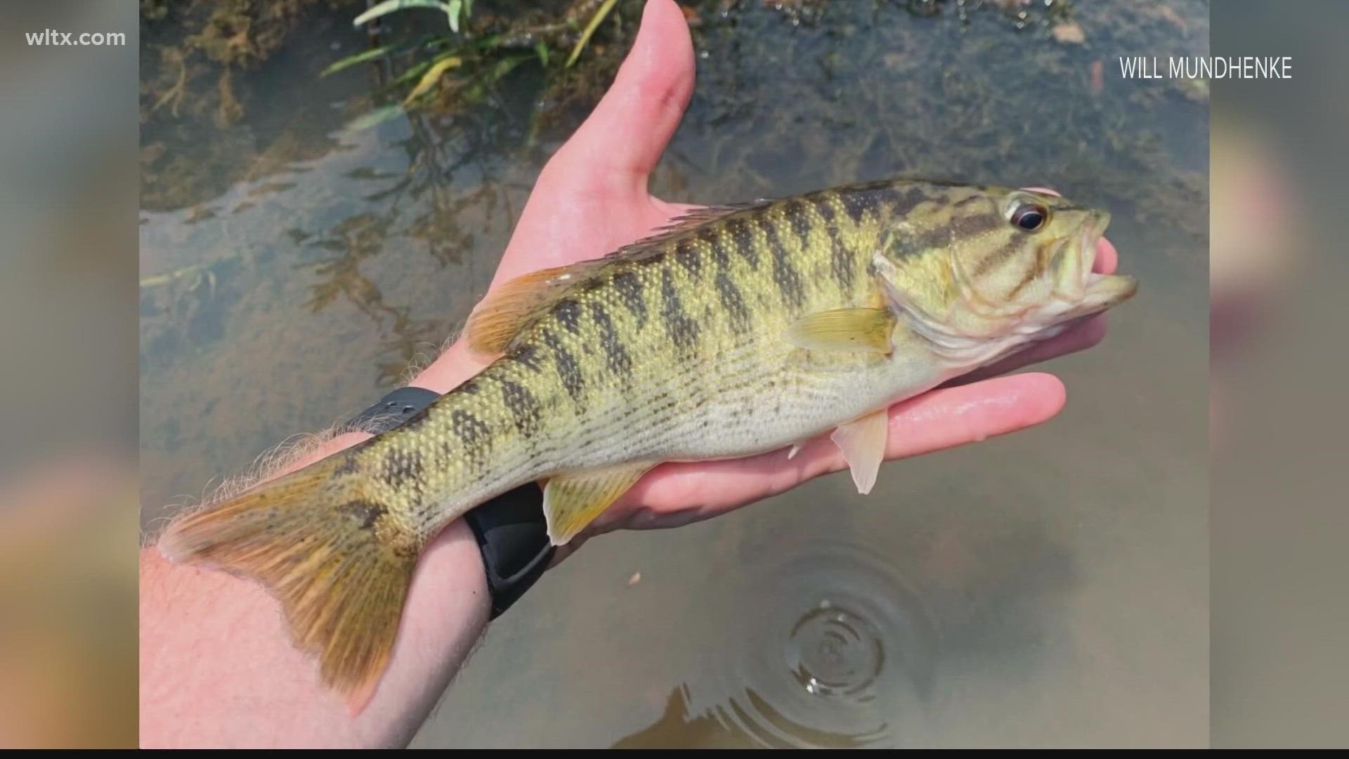 A fish that's in need of conservation....so they don't suffer from hybridization from spotted bass and go extinct