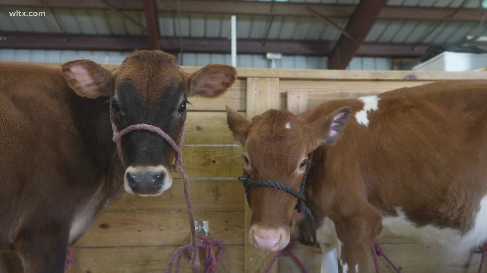 4-H is shaping lives at the South Carolina State Fair. Here's how.