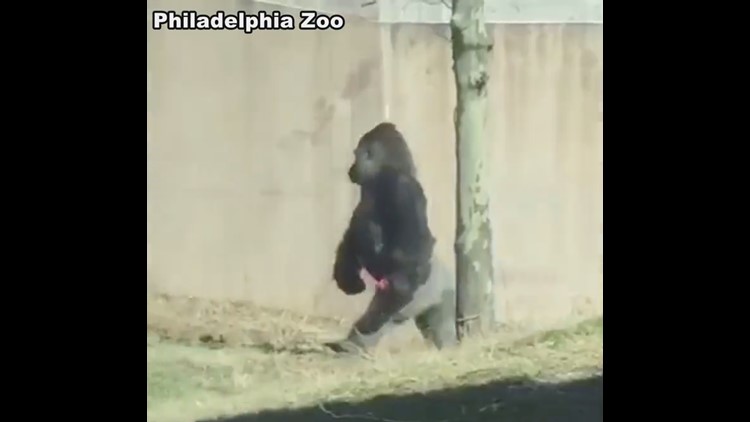 gorilla walking upright