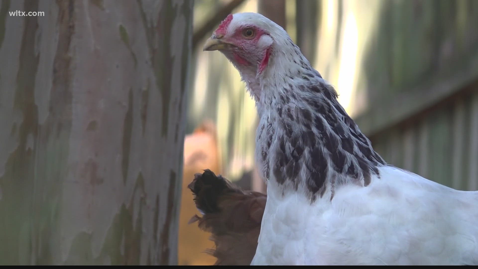New guidelines for owning chickens in the city and no roosters.