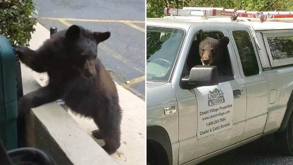 Bear Looking for Food in Tennessee Opens Truck Door