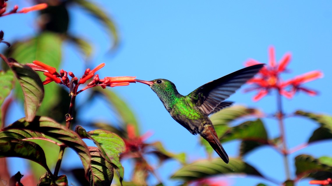 Can Hummingbirds Take The Heat? | wltx.com
