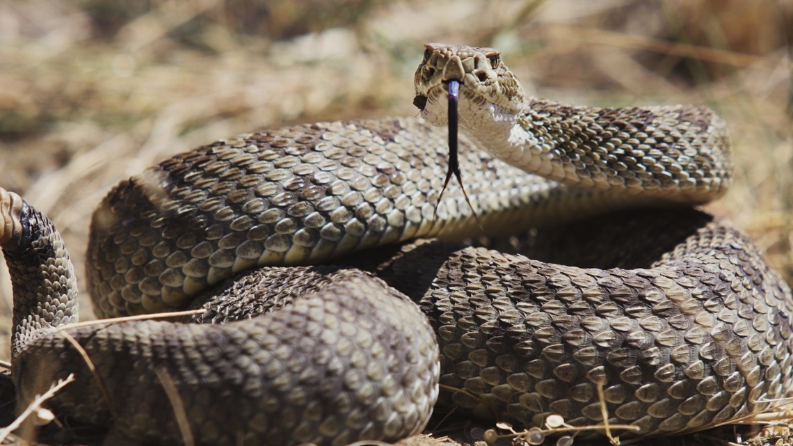 It's an Active Snake Season in South Carolina | wltx.com