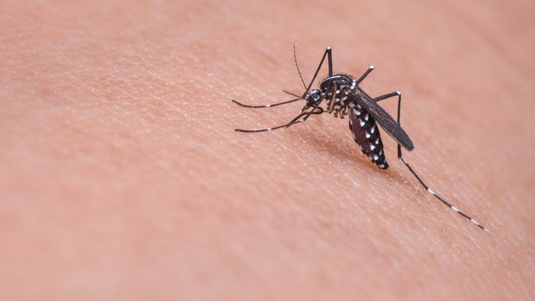 Keystone Virus Makes First Known Jump From Mosquitoes To Humans
