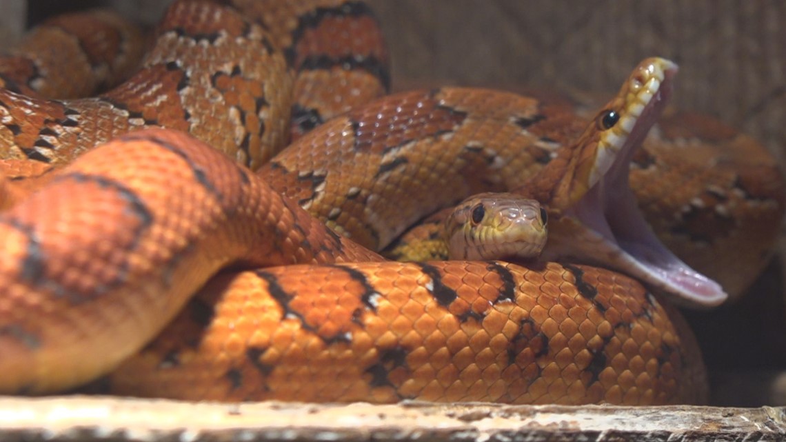Yes, a Severed Snake Head CAN Bite You | wltx.com