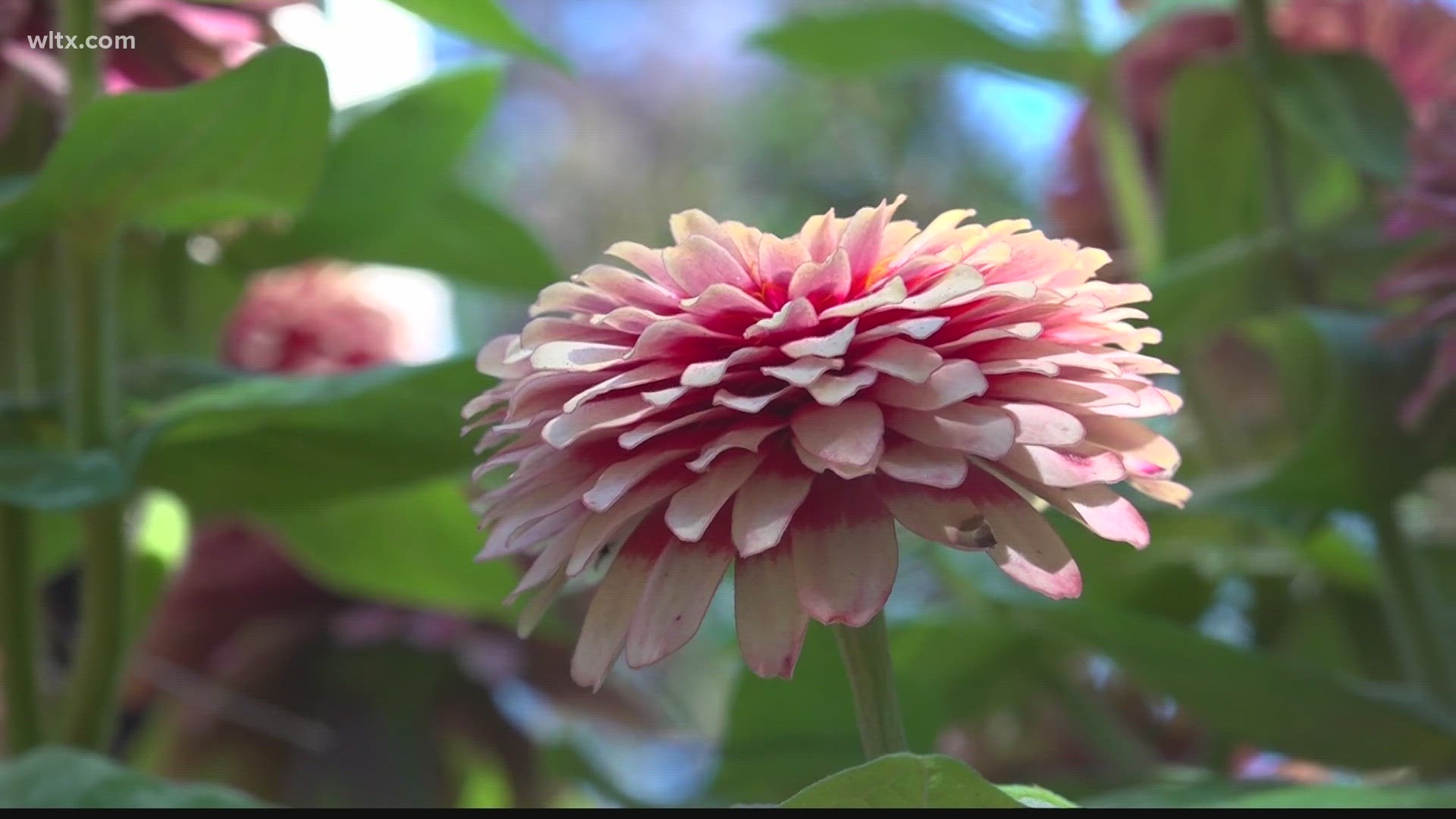 The garden appeals to the five senses, with signs written in Braille.  The garden is maintained by Sumter Master gardeners.