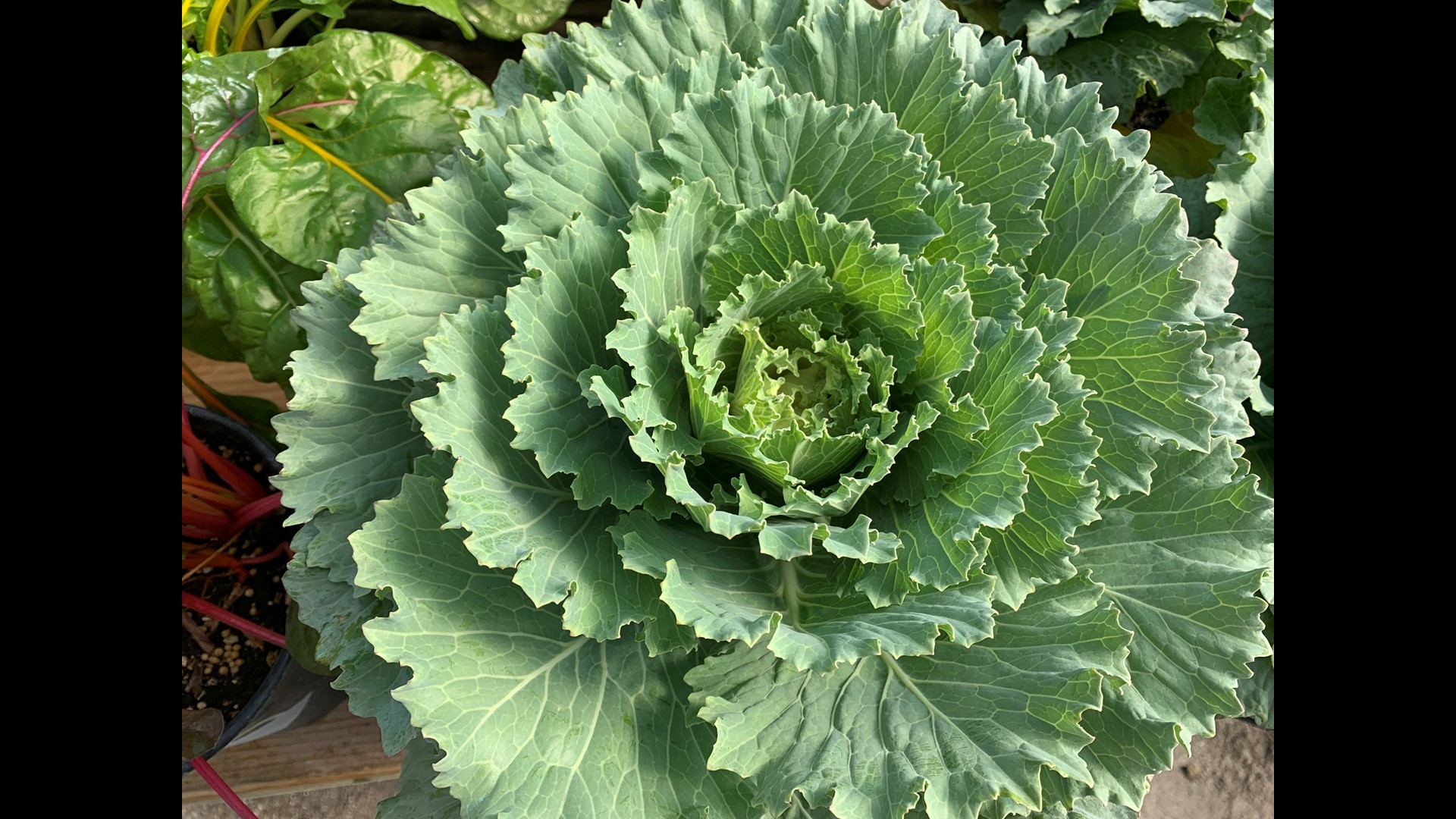Ornamental Cabbage, Kale, & Mustard