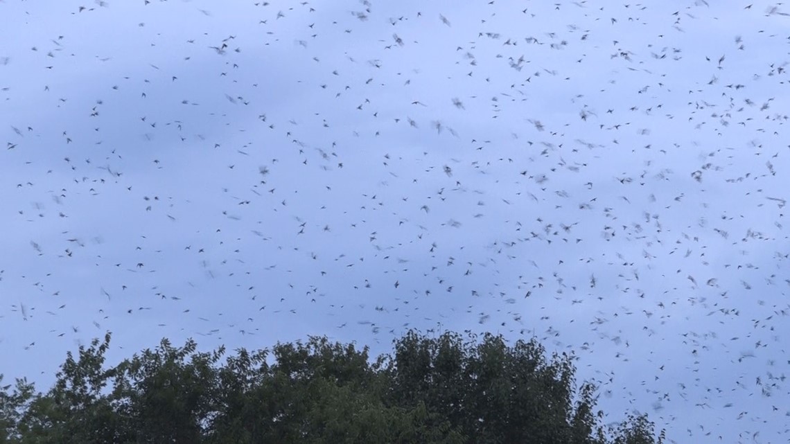 Purple Martins Flock to Lake Murray By the Hundred Thousands