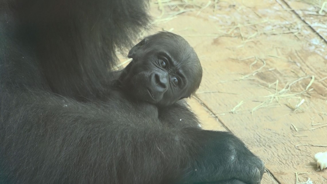 It's a Boy! Riverbanks Zoo Reveals Their Baby Gorilla's Gender