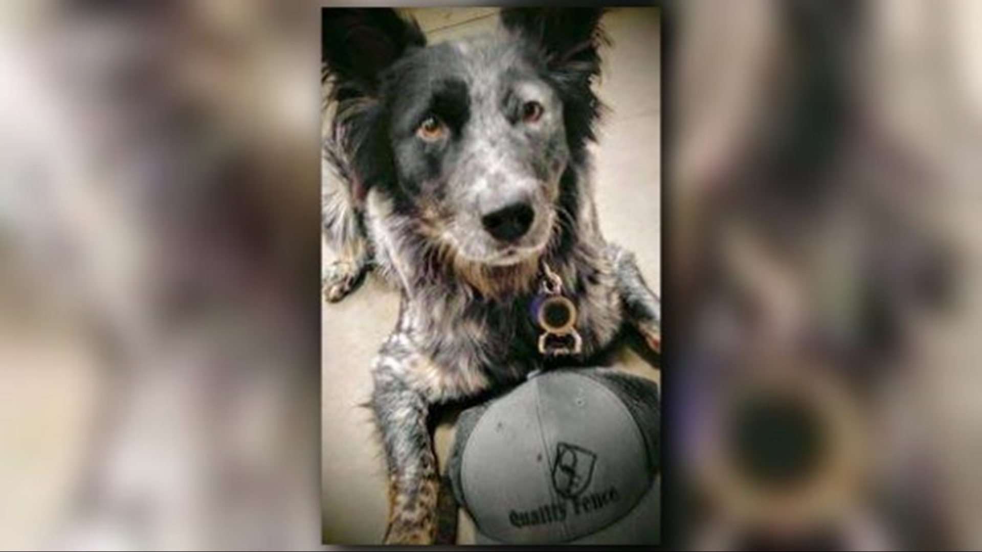 Family Wants Answers After Dog Shot, Killed By NC Police Officer | wltx.com