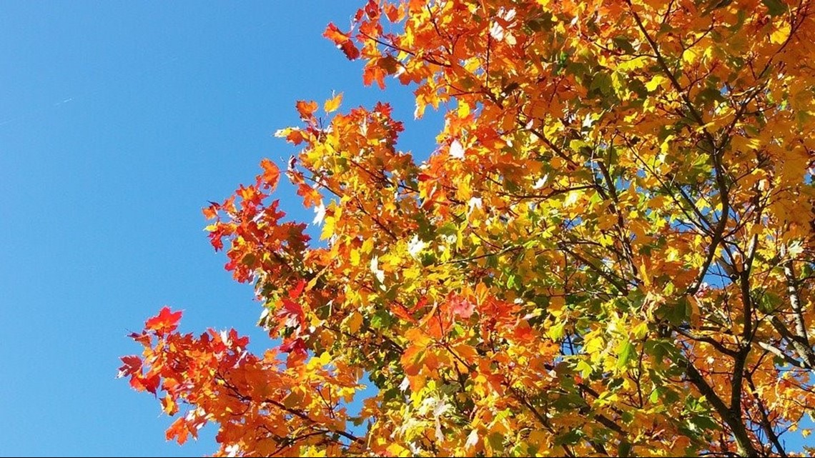 Here's When Fall Color Is Expected to Peak in South Carolina | wltx.com