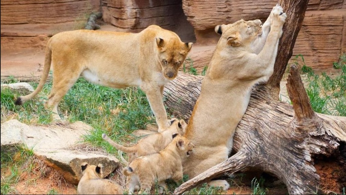 Riverbanks Zoo named 7th best zoo in the nation | wltx.com