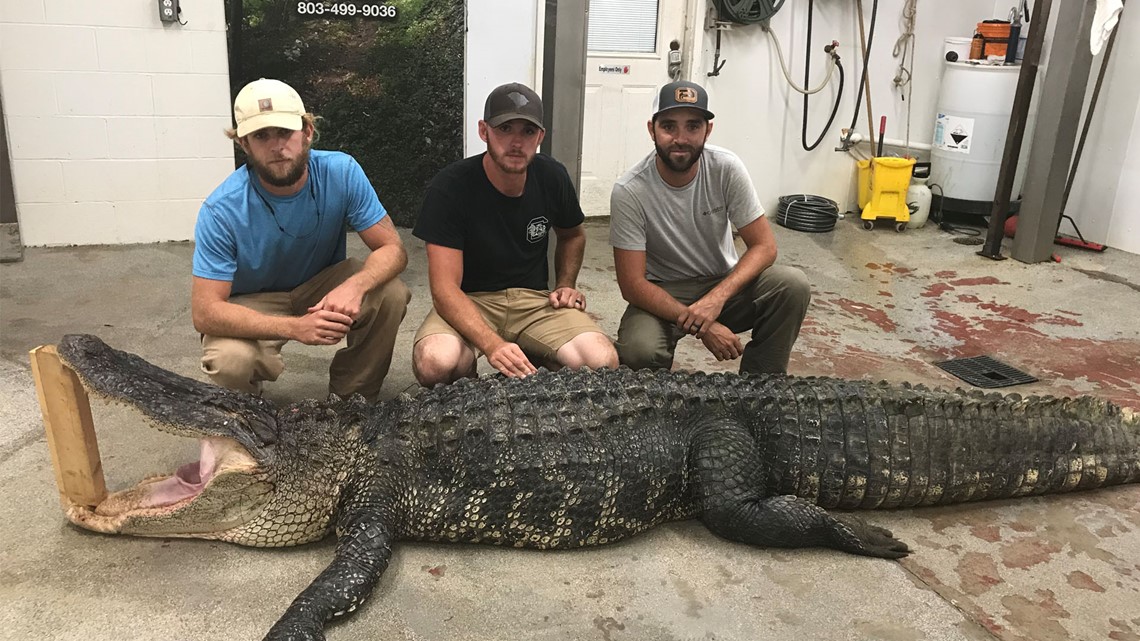 12 foot long, 700 pound gator caught in South Carolina | wltx.com