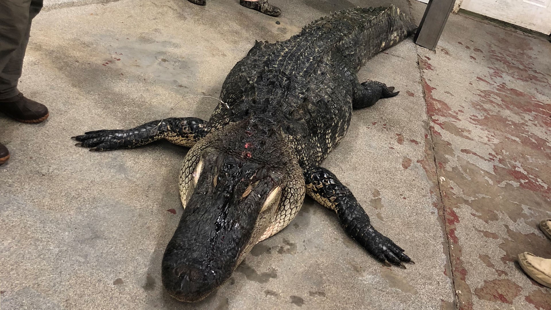 12 foot long, 700 pound gator caught in South Carolina | wltx.com