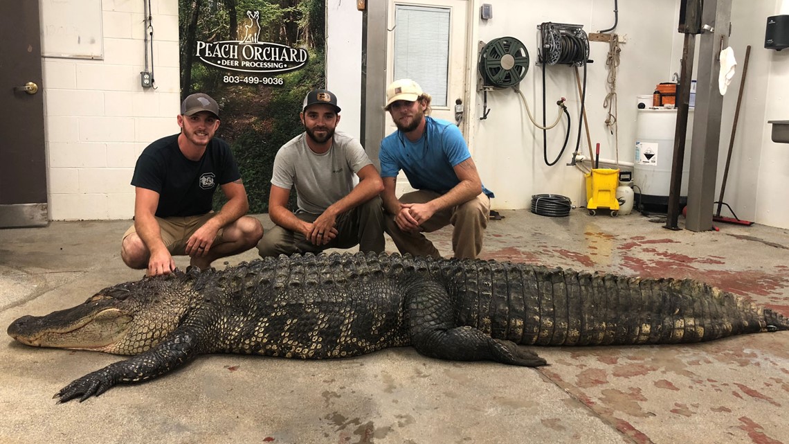 12 foot long, 700 pound gator caught in South Carolina | wltx.com