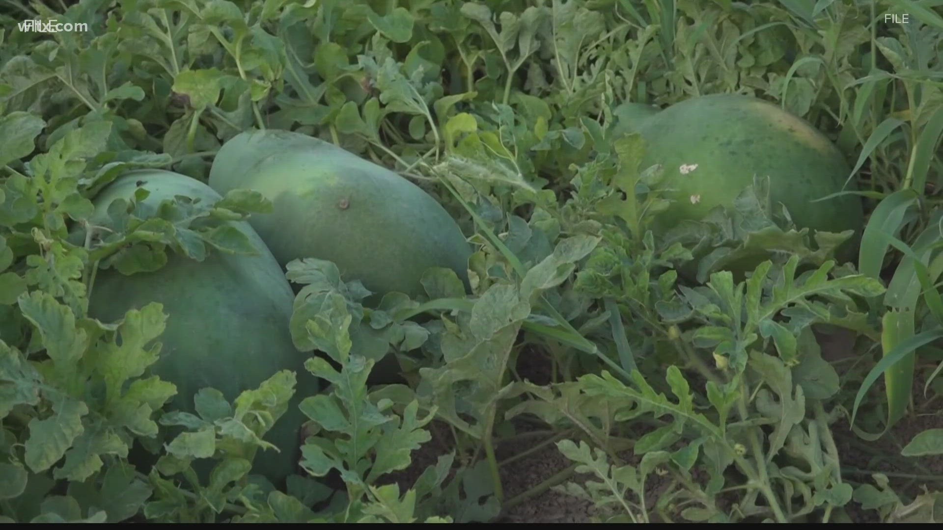 Larry HARRIS has been farming for over three decades. He says when he first started out, he exhausted all his savings trying to get this farm started.