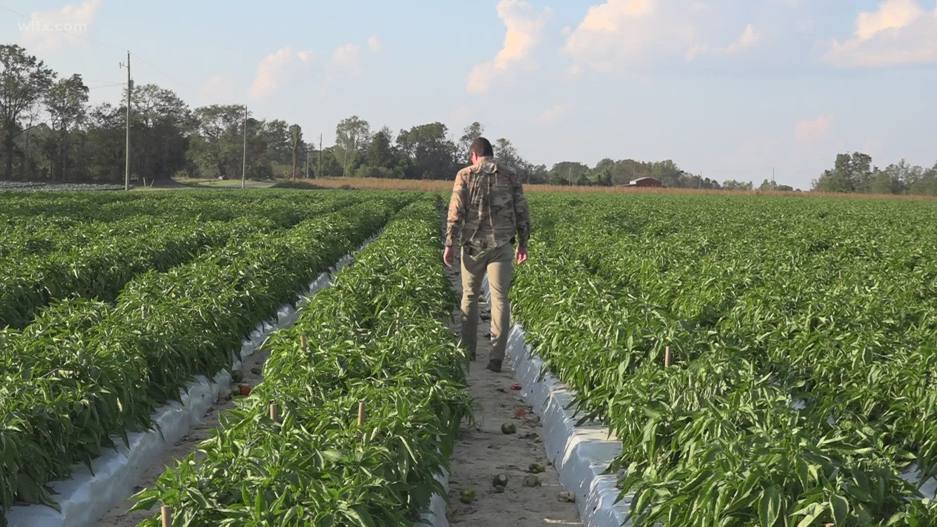 Titan Farms in Ridge Spring was hit hard by Hurricane Helene. wiping out 70% of their bell pepper crop and 10-15% of their peach crop for next year.