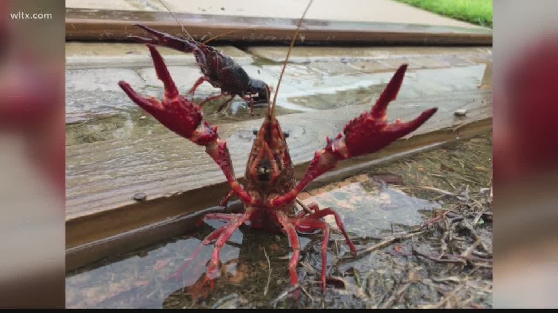 Many have been cleaning their yards after the storm barreled through South Carolina, but some residents cleaned up some unusual debris.