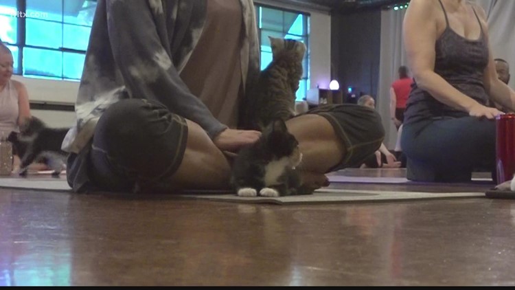 Fit Columbia holds 'Kitty Yoga' class