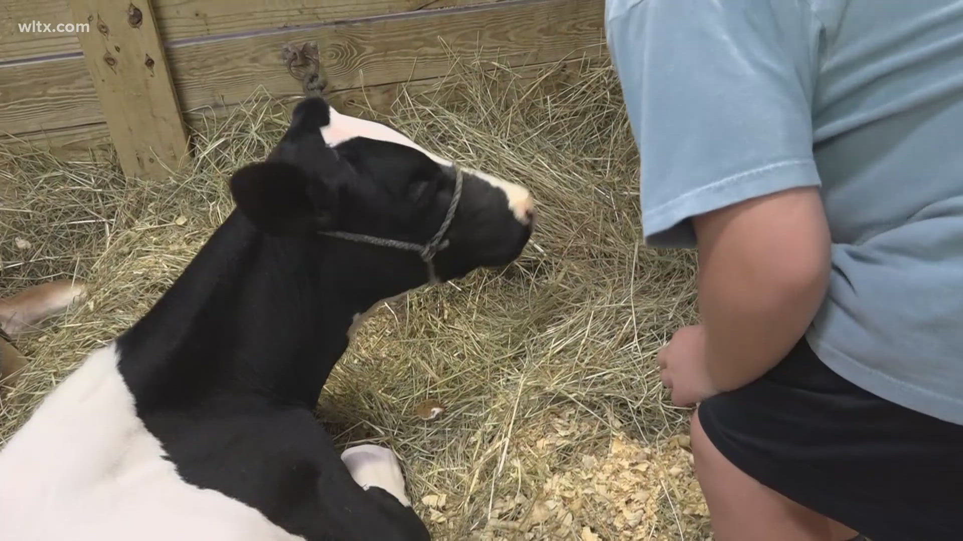 For those showing dairy cows, it's easier to spend the night at the fairgrounds and be close to the animals if they need anything.