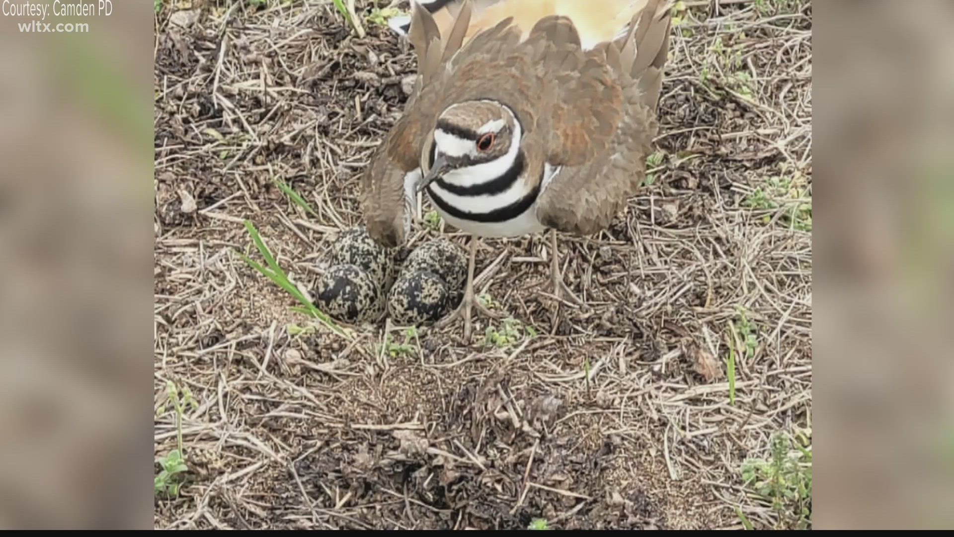 A Killdeer bird had laid her eggs in the middle of the infield before the horses began racing.  The bird is federally protected.